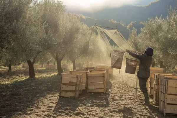 Provence Olive Oil Trail: Which Mills to Visit, What to Taste & How to Tell the Good Stuff Apart